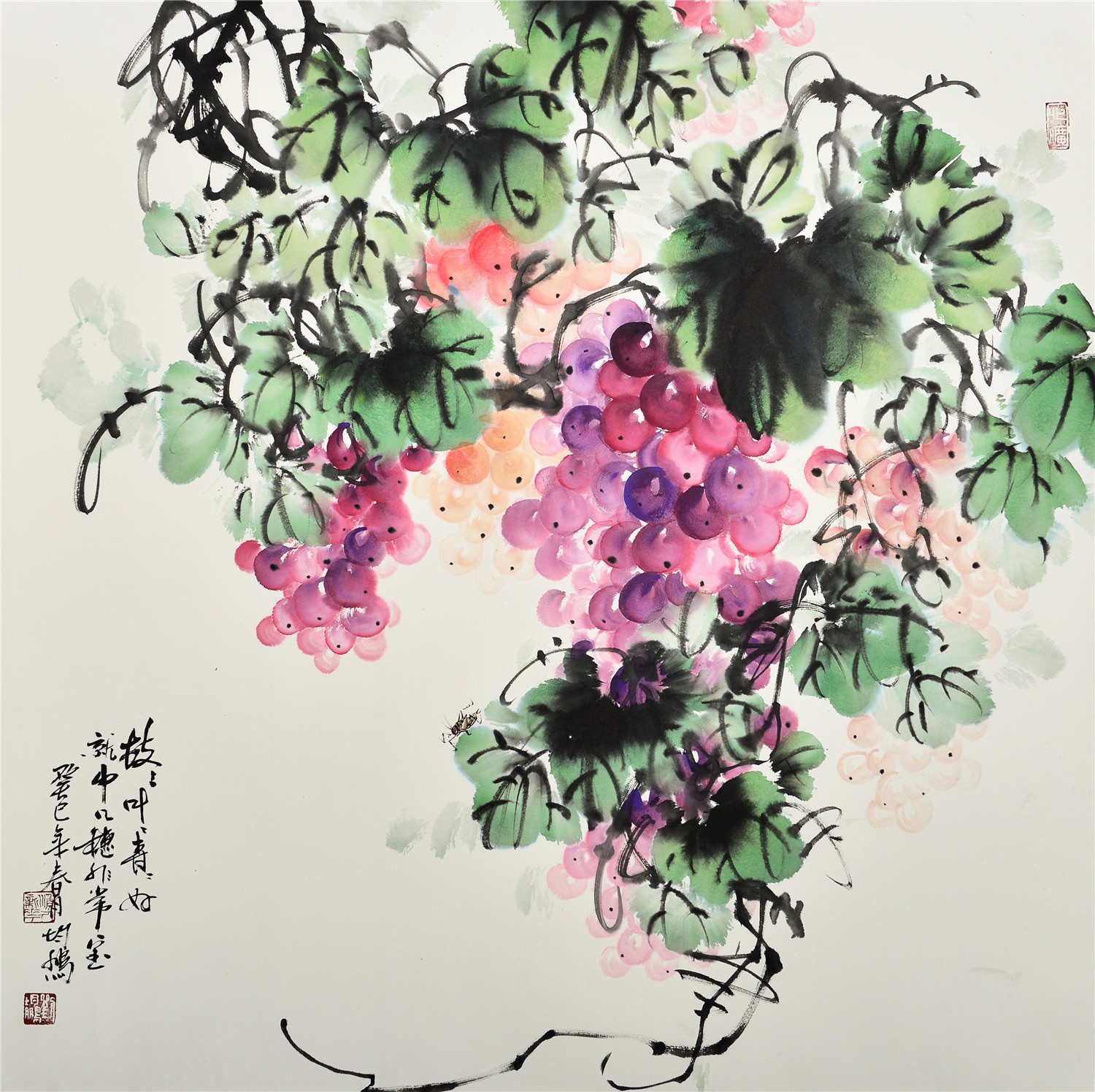 葡萄枝青叶好